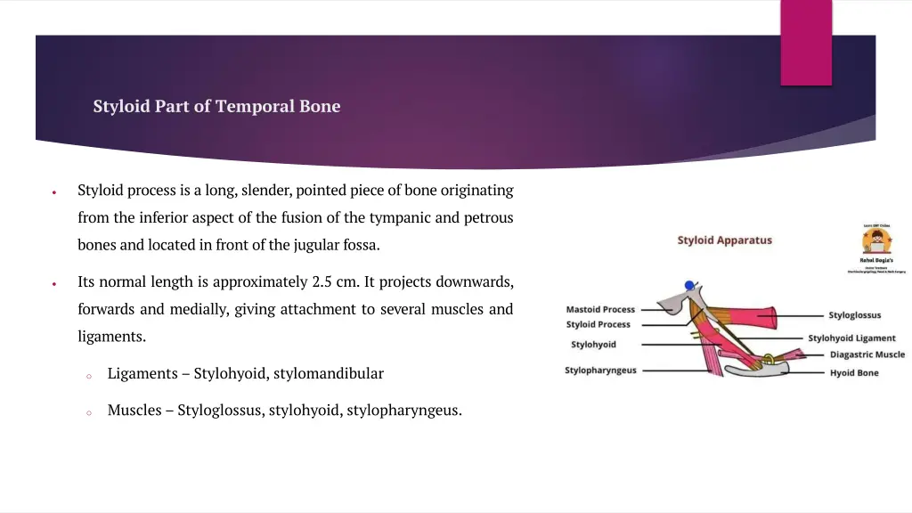 styloid part of temporal bone