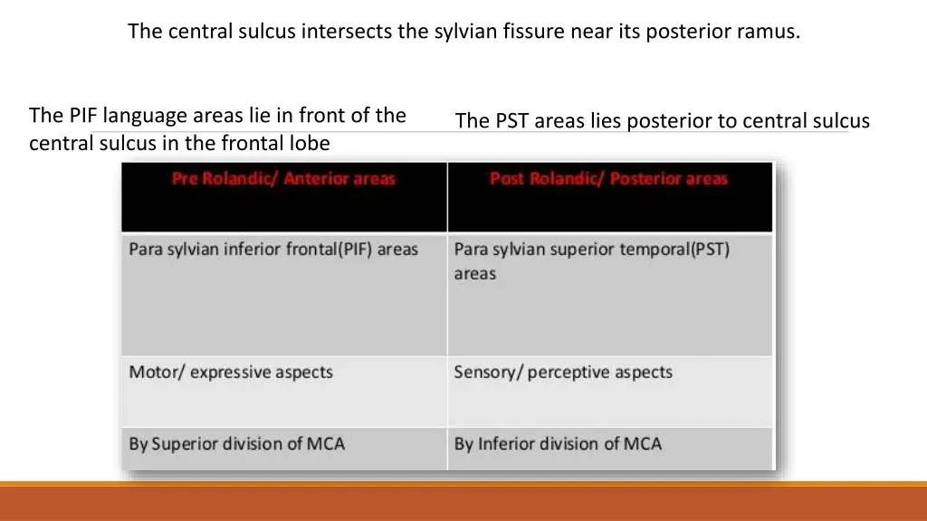 the central sulcus intersects the sylvian fissure