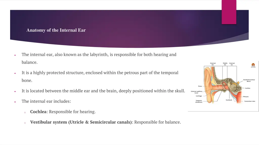 anatomy of the internal ear