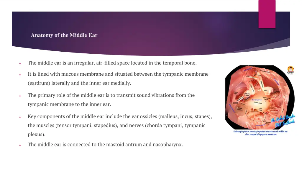 anatomy of the middle ear
