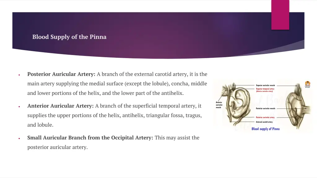 blood supply of the pinna