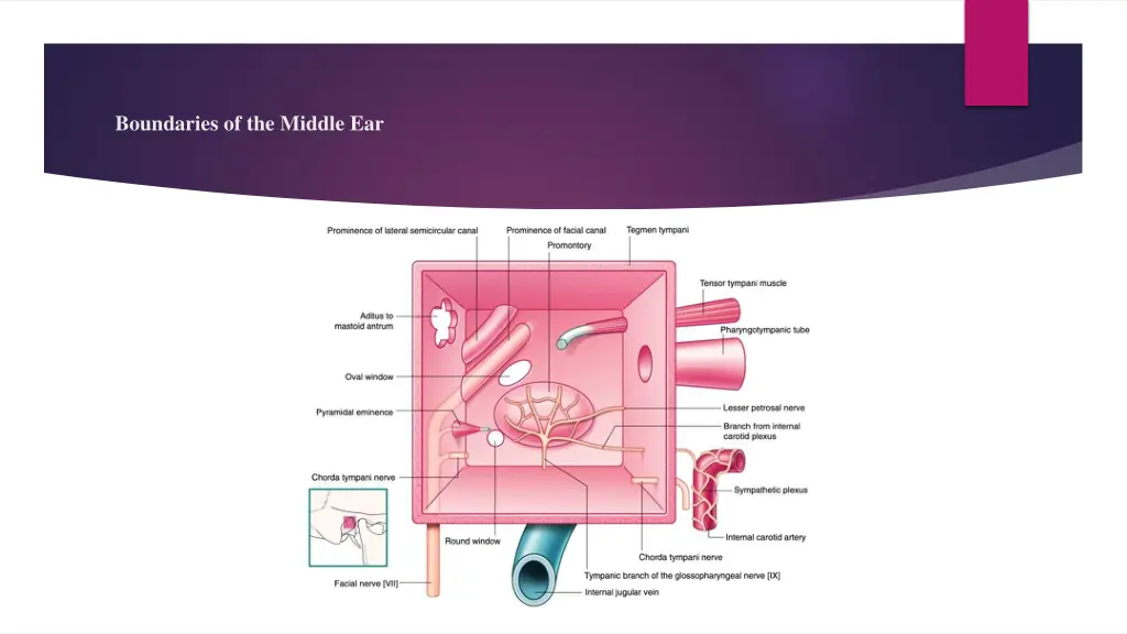 boundaries of the middle ear 1