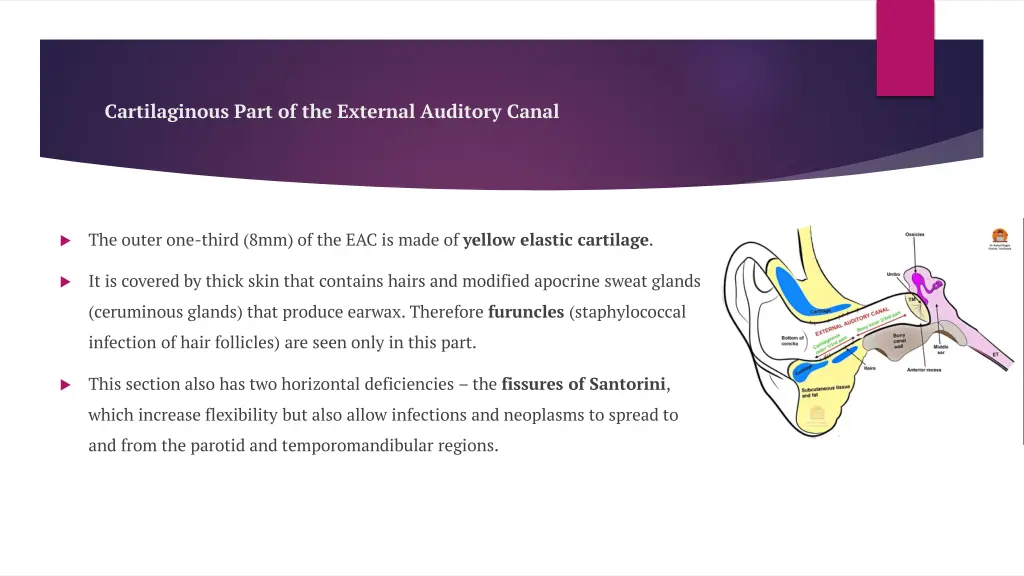cartilaginous part of the external auditory canal