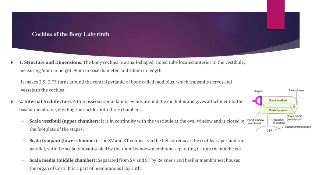 cochlea of the bony labyrinth