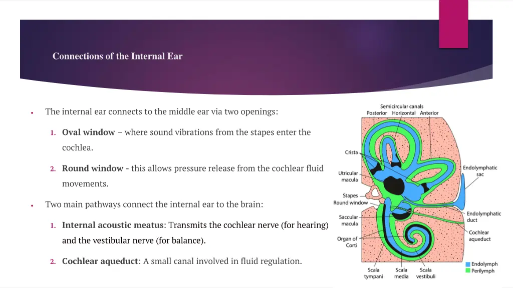connections of the internal ear