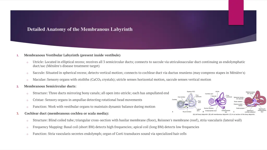 detailed anatomy of the membranous labyrinth