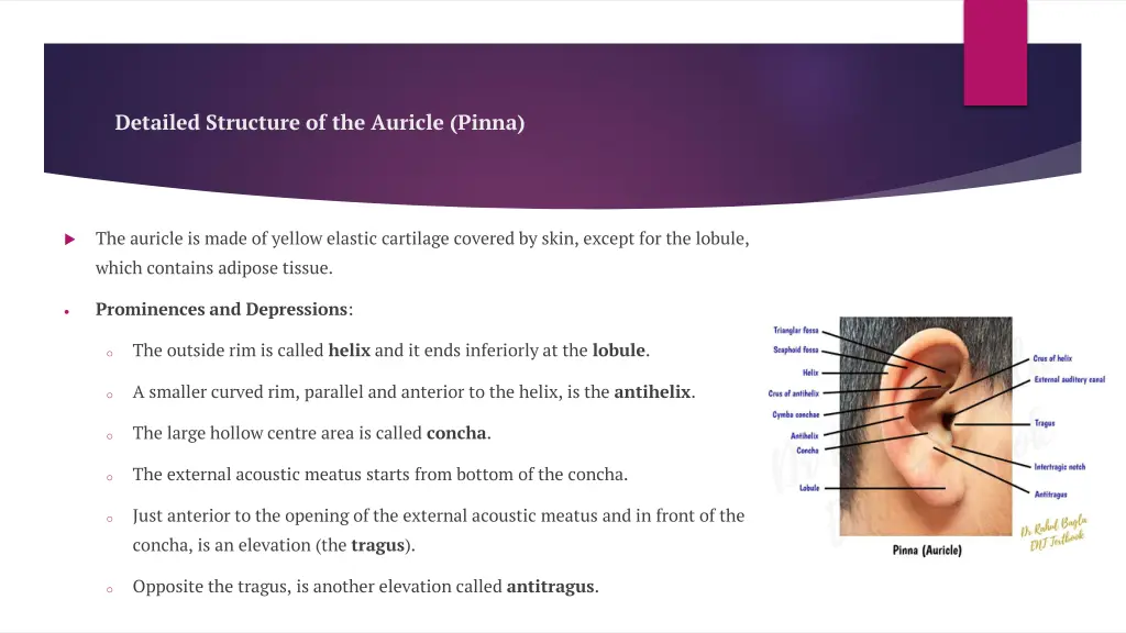 detailed structure of the auricle pinna