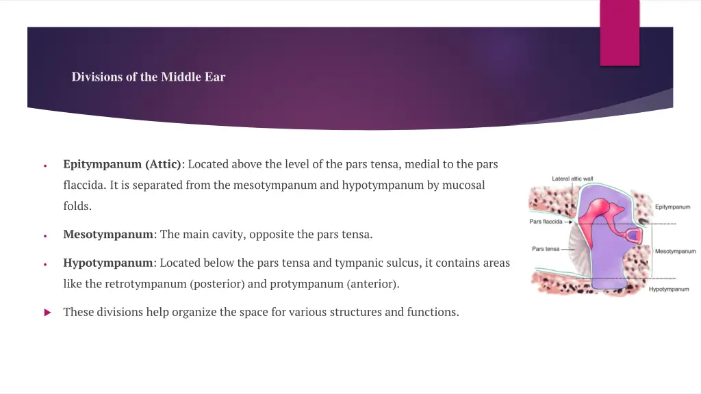 divisions of the middle ear