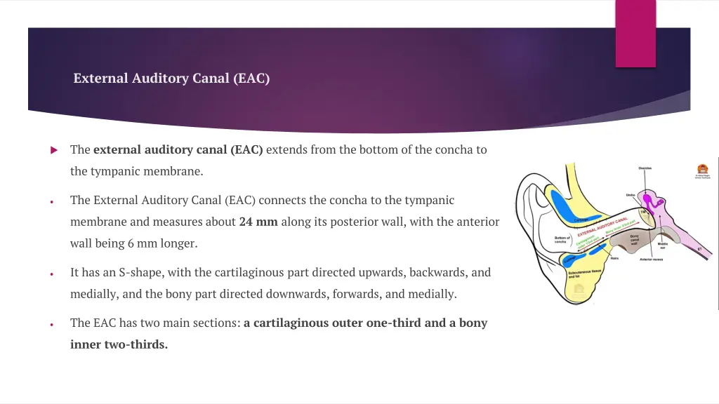 external auditory canal eac