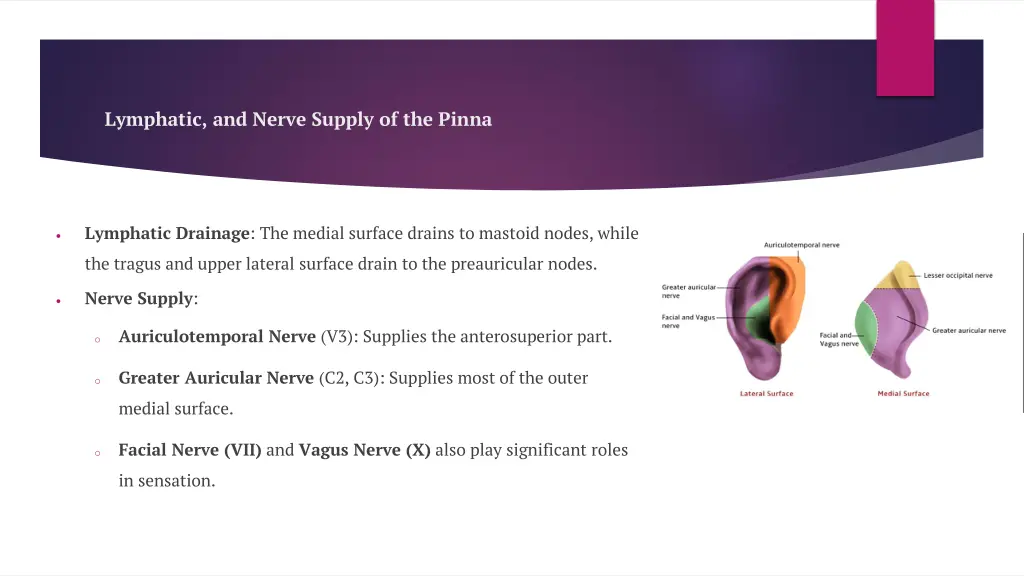 lymphatic and nerve supply of the pinna