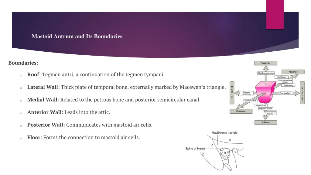mastoid antrum and its boundaries 1
