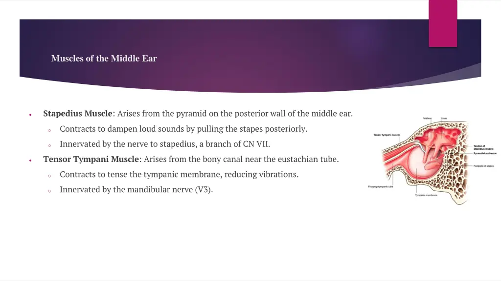 muscles of the middle ear