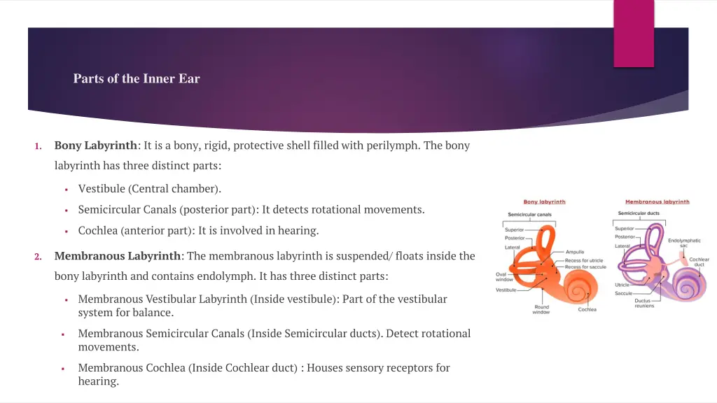 parts of the inner ear