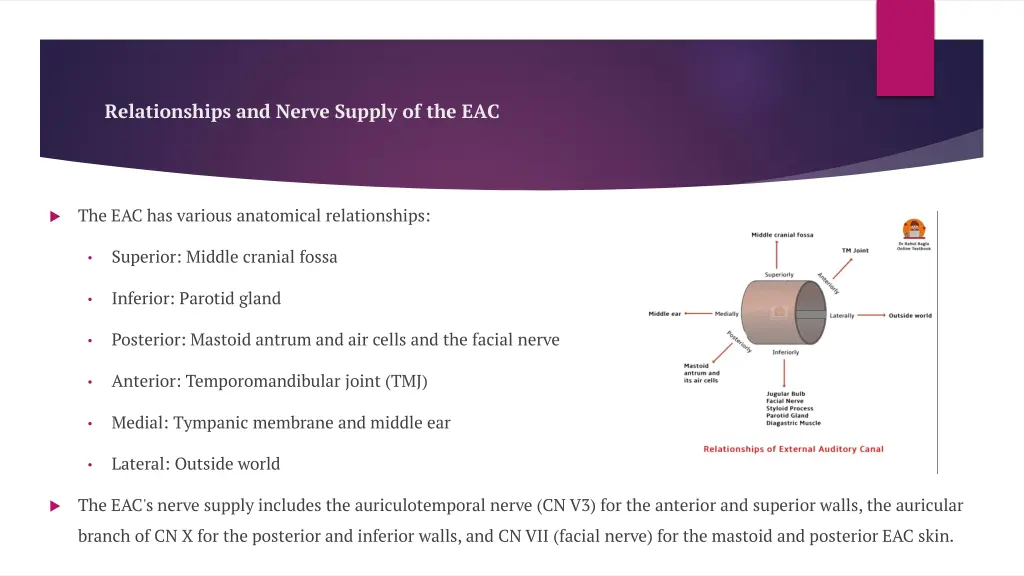relationships and nerve supply of the eac