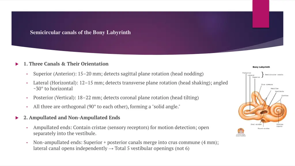 semicircular canals of the bony labyrinth