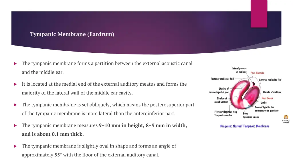 tympanic membrane eardrum