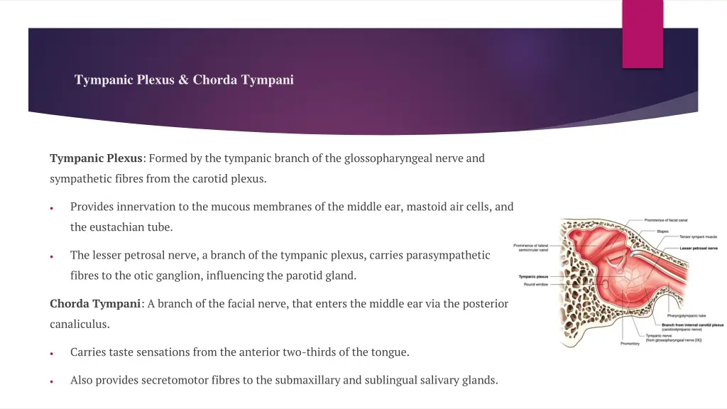 tympanic plexus chorda tympani