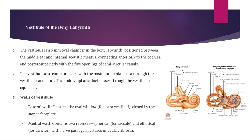 vestibule of the bony labyrinth