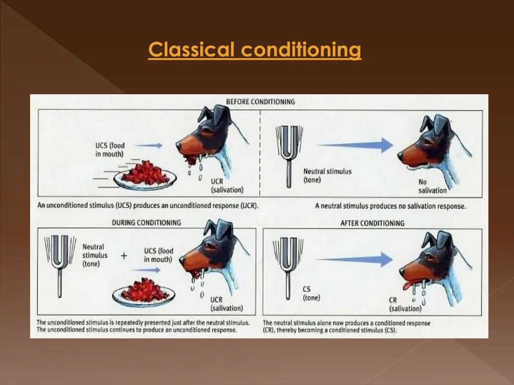 classical conditioning 2