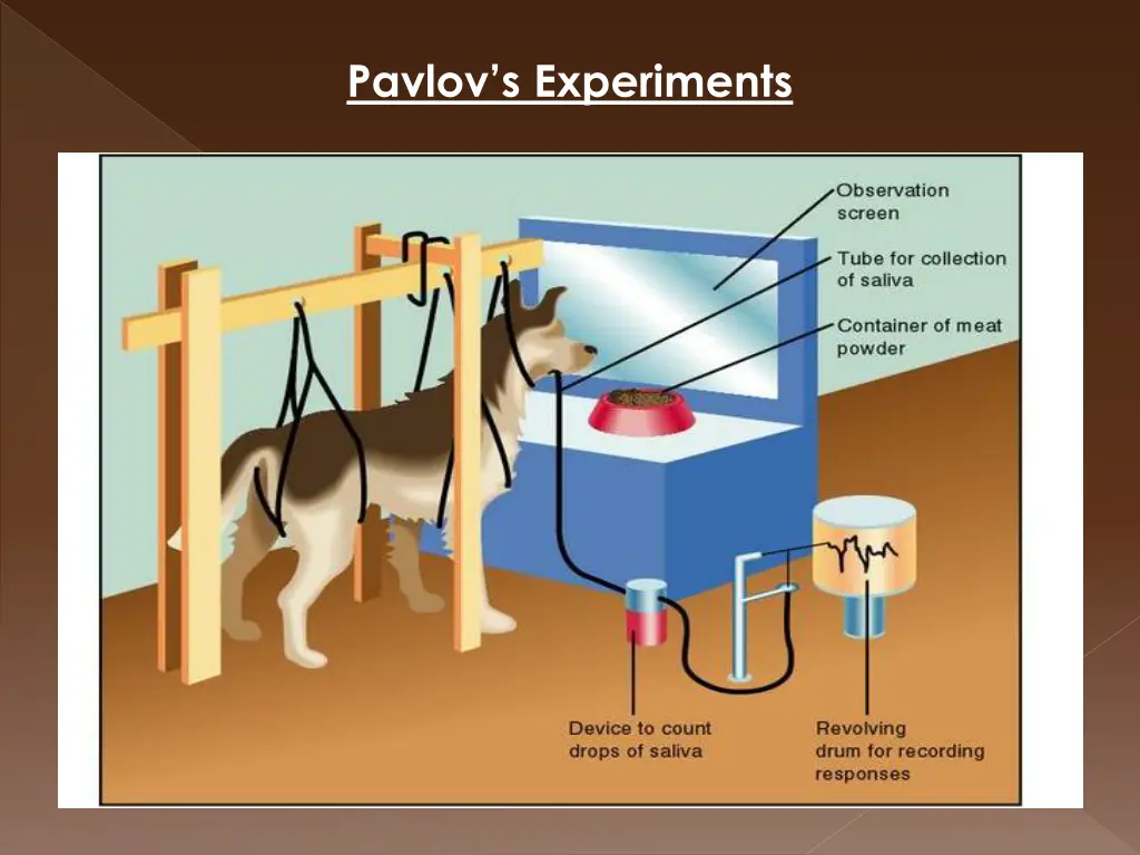 pavlov s experiments