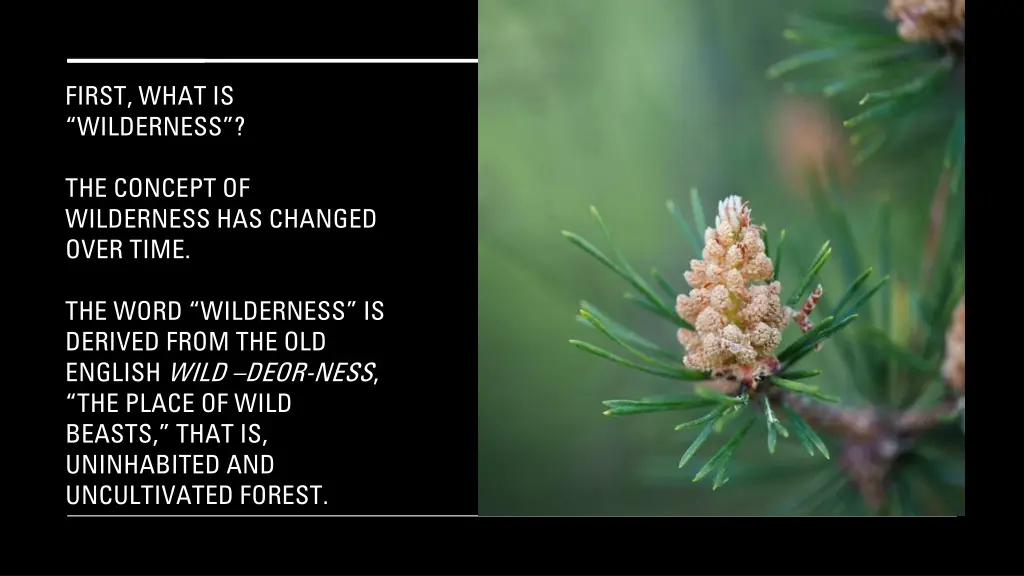 first what is wilderness