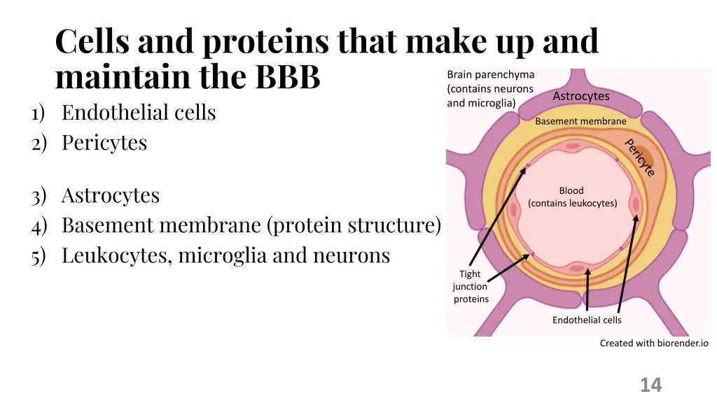 cells and proteins that make up and maintain