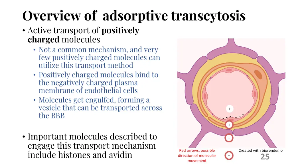 overview of adsorptive transcytosis active