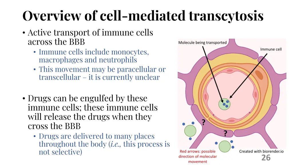 overview of cell mediated transcytosis active