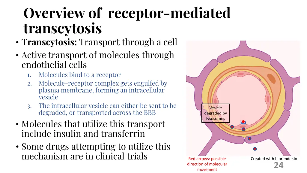 overview of receptor mediated transcytosis