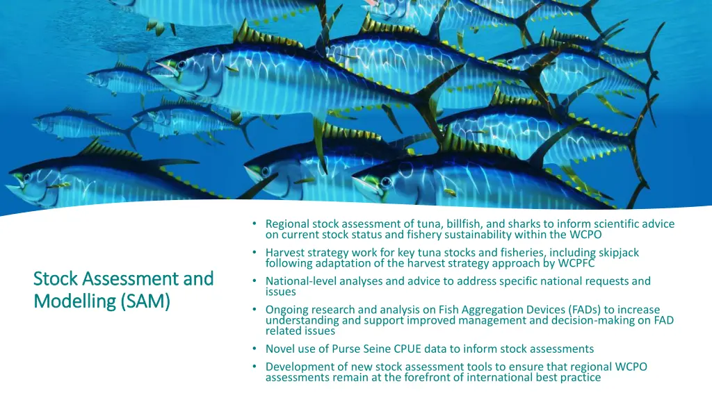 regional stock assessment of tuna billfish