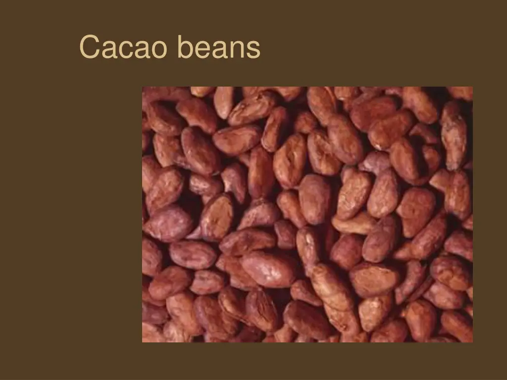 cacao beans