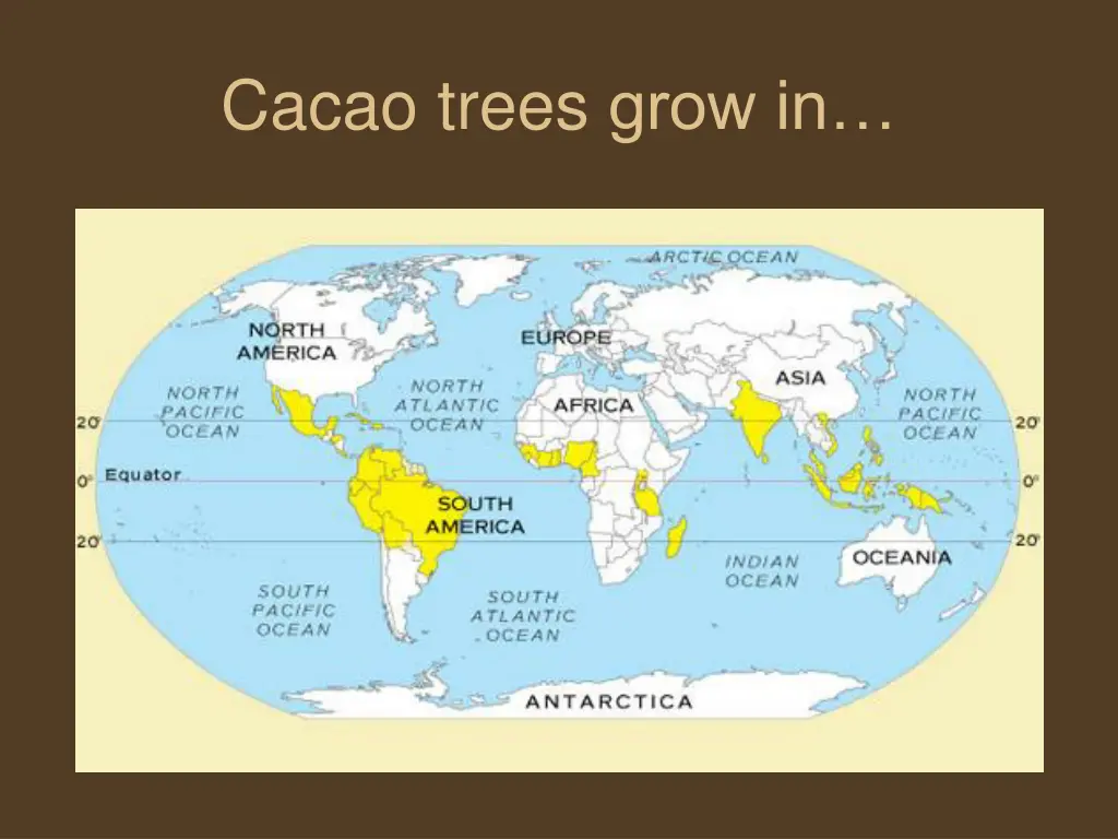 cacao trees grow in