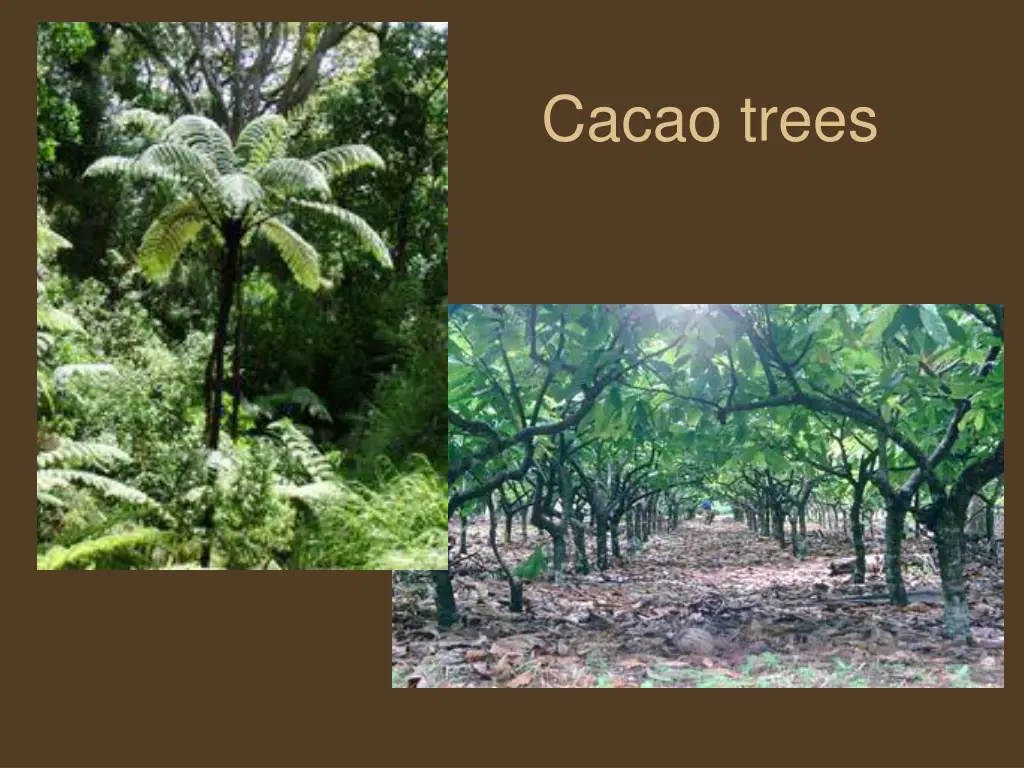 cacao trees