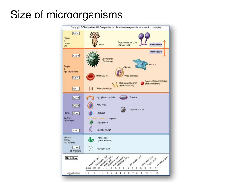 size of microorganisms