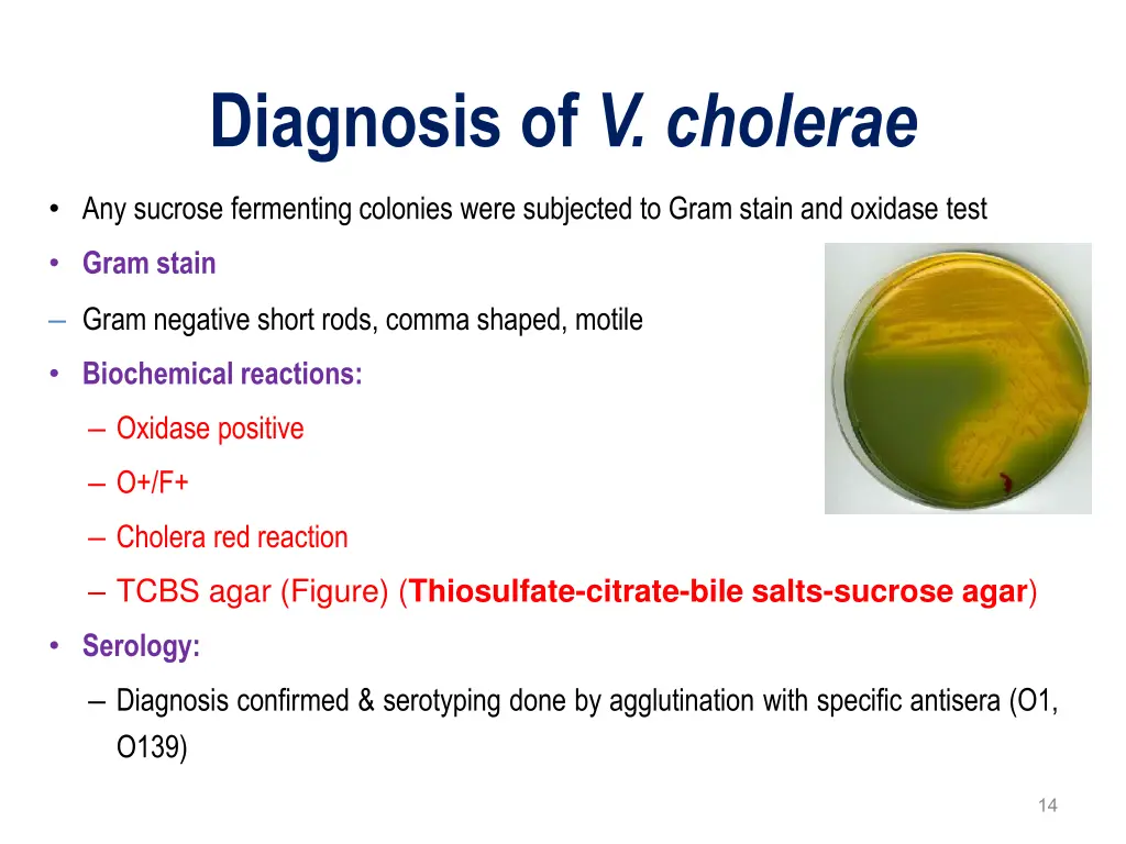 diagnosis of v cholerae