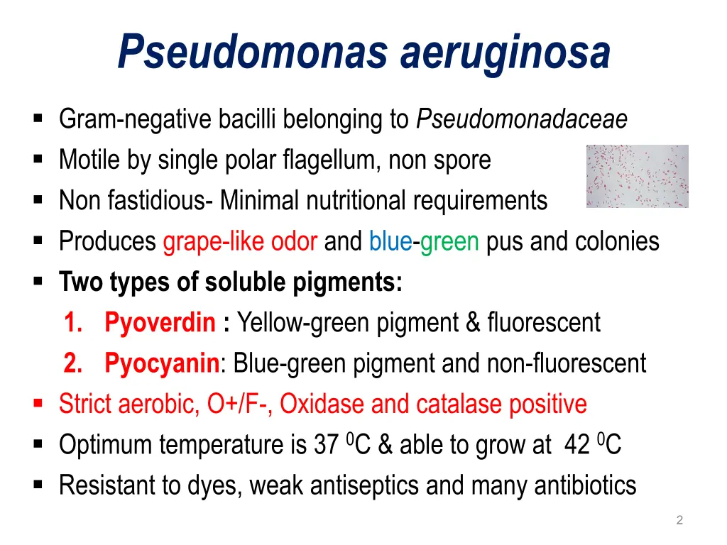 pseudomonas aeruginosa
