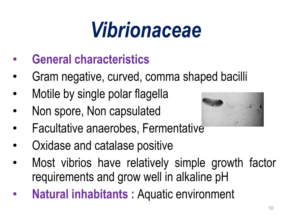vibrionaceae
