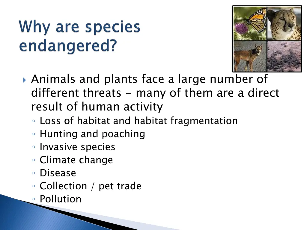 animals and plants face a large number