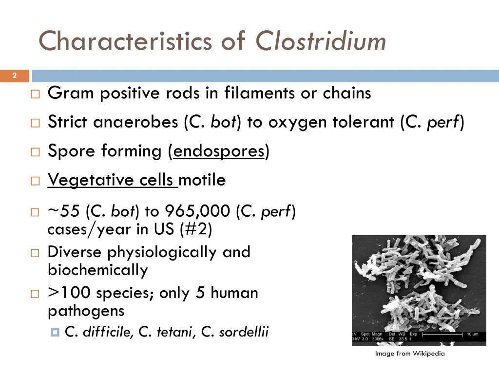 characteristics of clostridium
