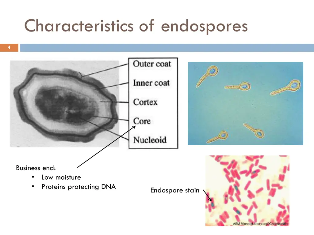 characteristics of endospores