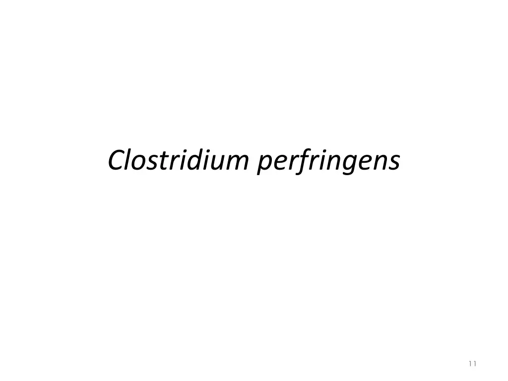 clostridium perfringens