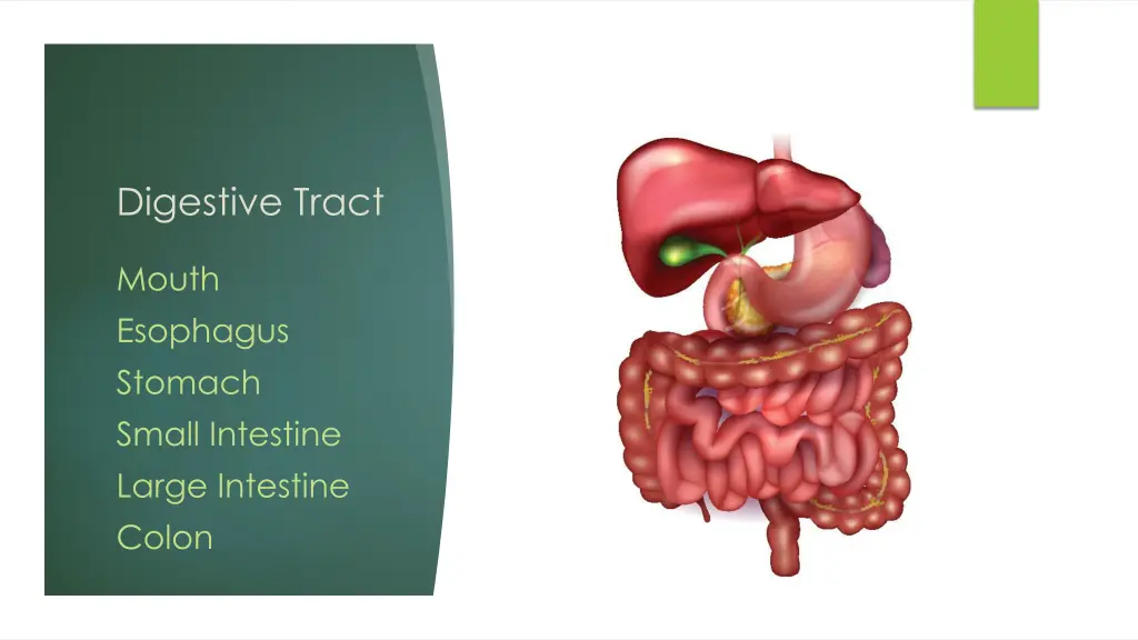 digestive tract 1