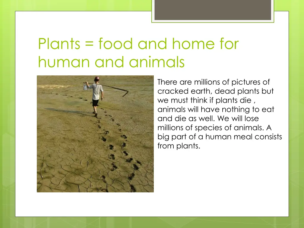 plants food and home for human and animals