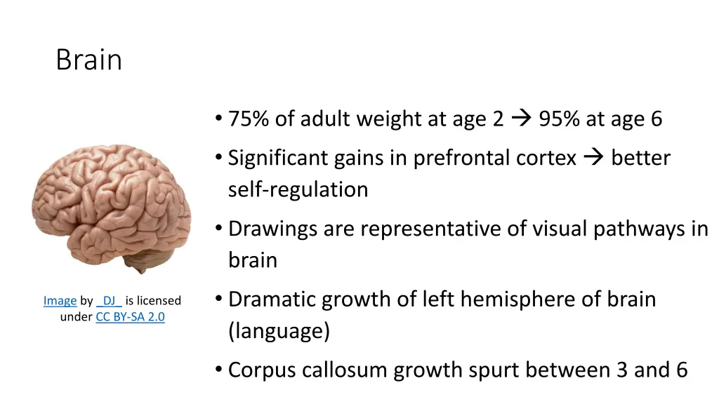 brain