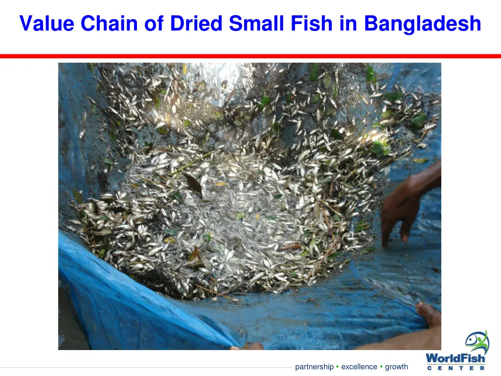 value chain of dried small fish in bangladesh