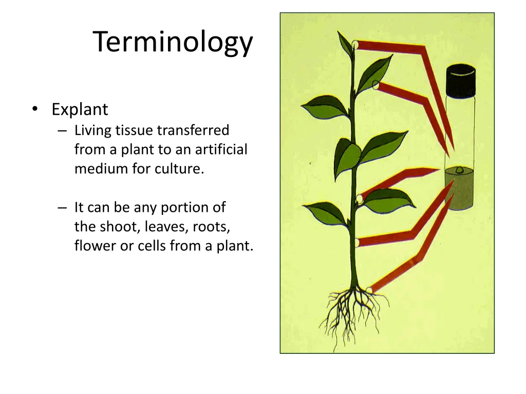 terminology