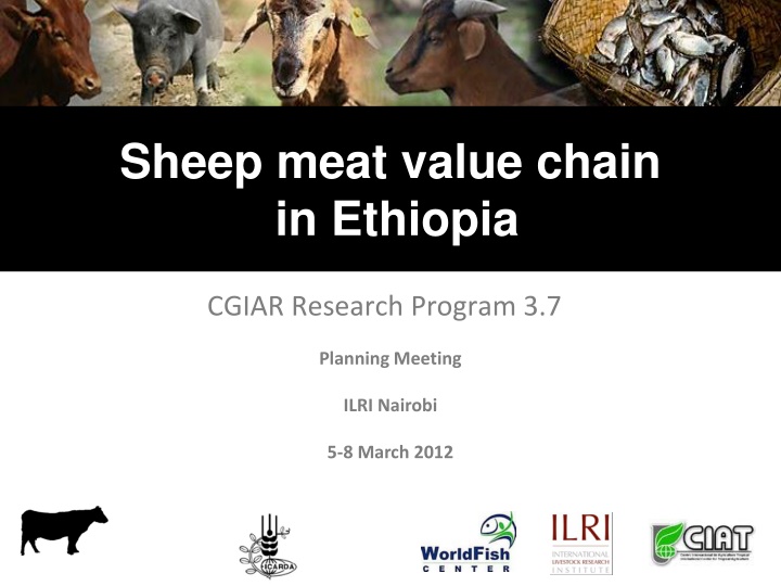 sheep meat value chain in ethiopia
