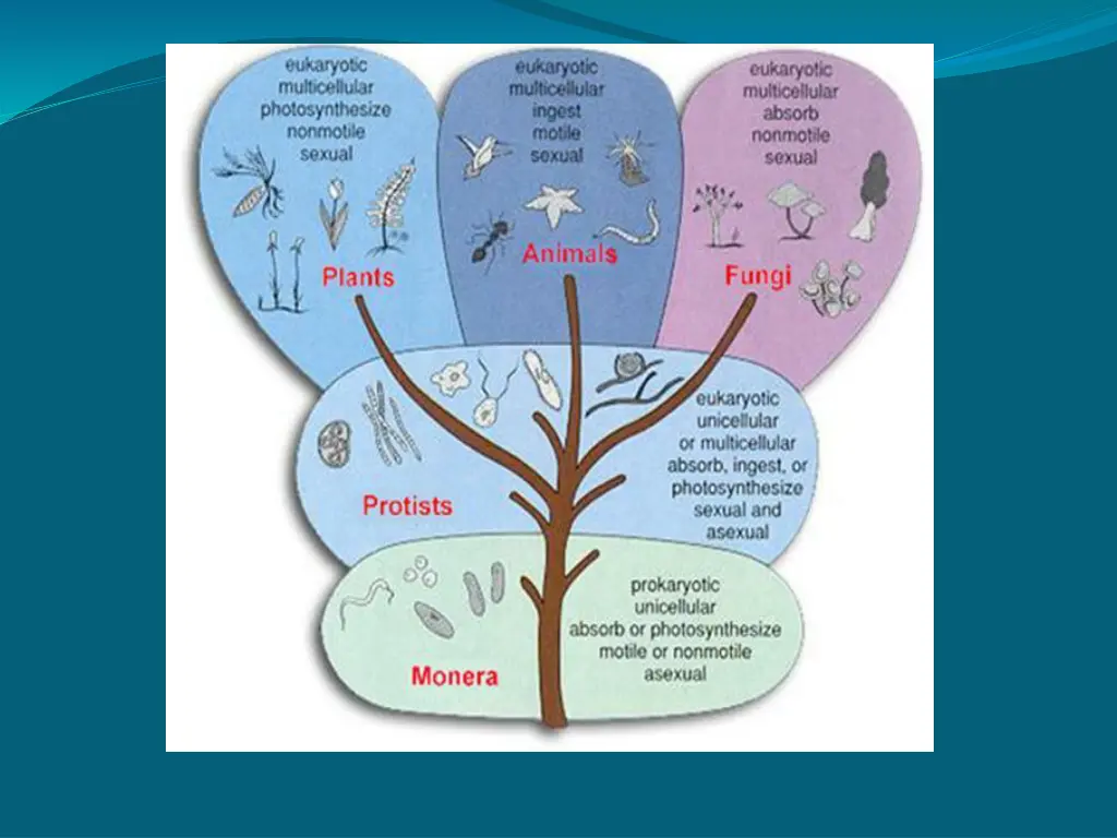 slide7