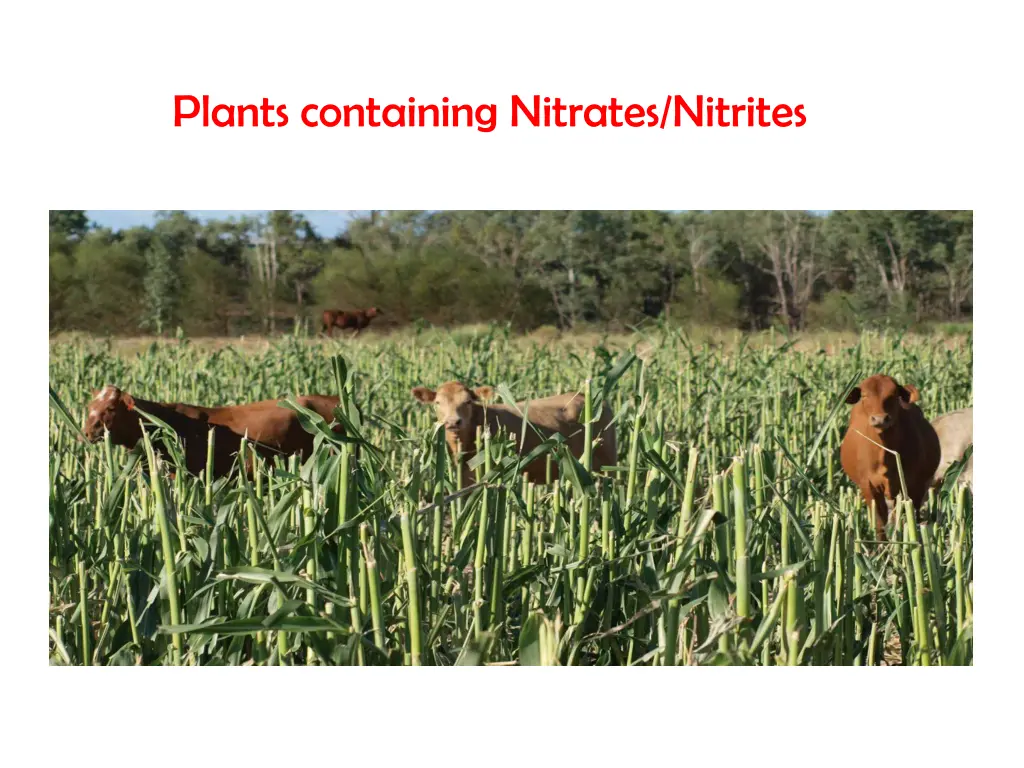 plants containing nitrates nitrites