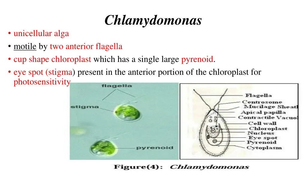 chlamydomonas